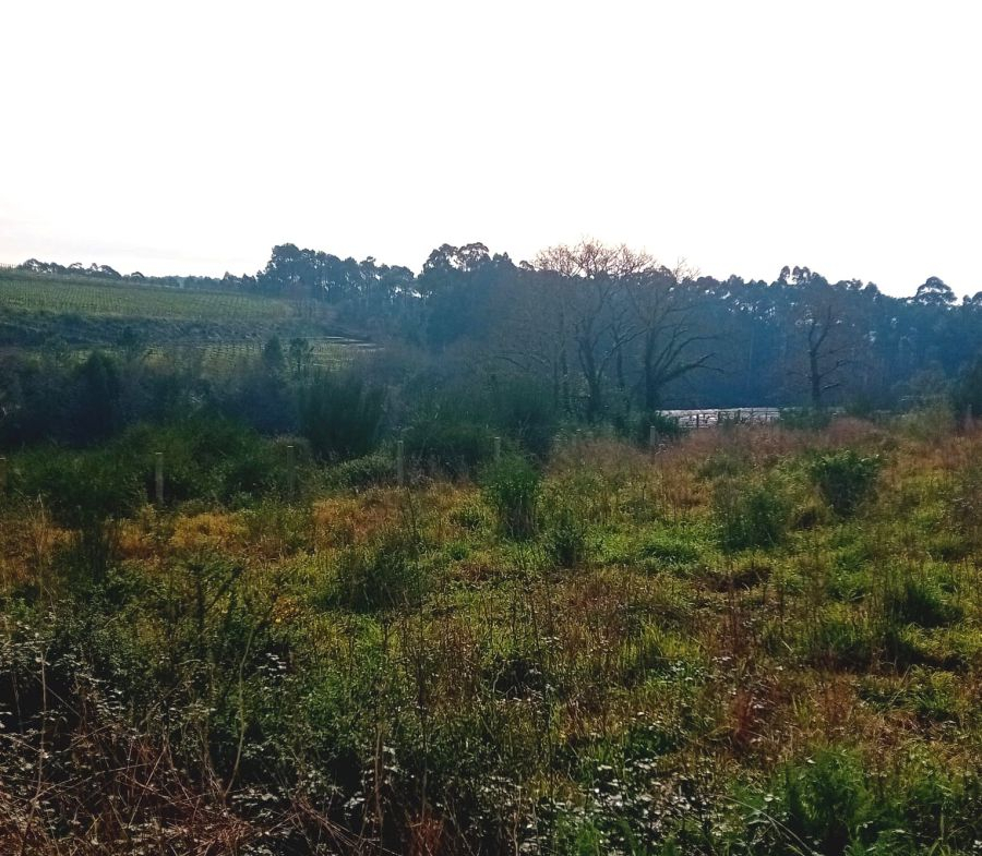 Solar en Venta en Rosal (O)