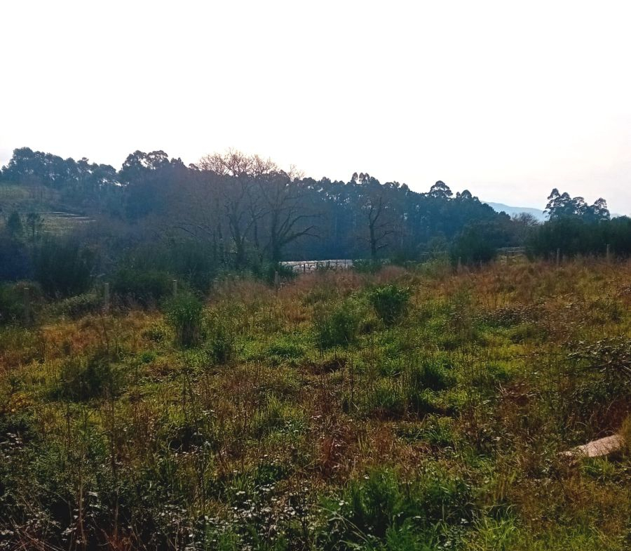 Solar en Venta en Rosal (O)