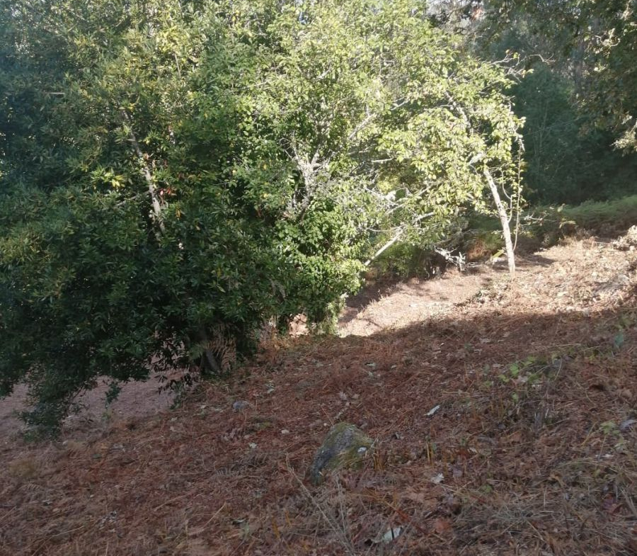 Finca Rústica en Venta en Ponteareas